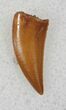 Beautiful Raptor Tooth From Morocco - #26138-1